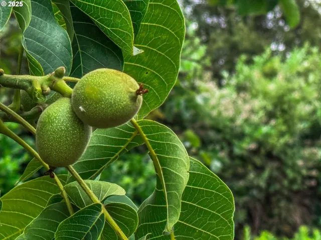 $749,950 | 7008 Southeast 302nd Avenue, Gresham, OR 97080