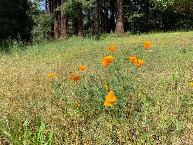 301 Sunrise Ridge Scotts Valley, CA 95066 - Photo 9 of 11 Gallery Image 9