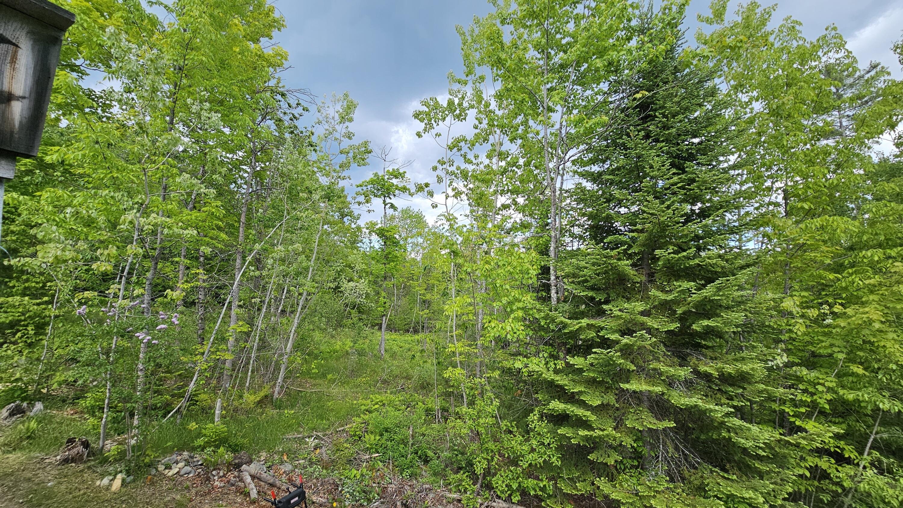 271 Bigelow Road St. Albans, ME 04971 - Photo 46 of 60 Trees