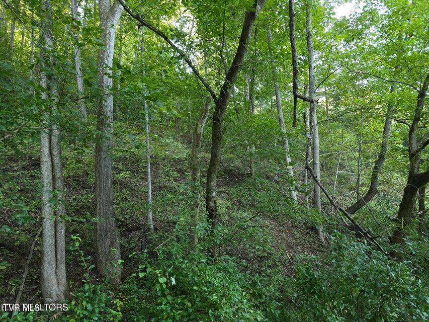 Tbd East Pumpkin Valley Road Eidson, TN 37731 - Photo 26 of 54 26