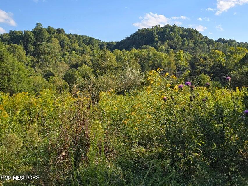 Tbd East Pumpkin Valley Road Eidson, TN 37731 - Photo 41 of 54 41