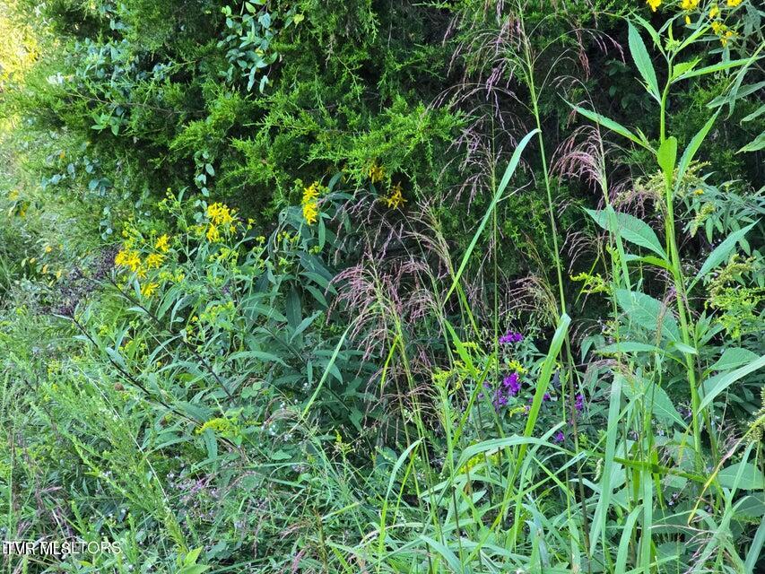 Tbd East Pumpkin Valley Road Eidson, TN 37731 - Photo 53 of 54 55