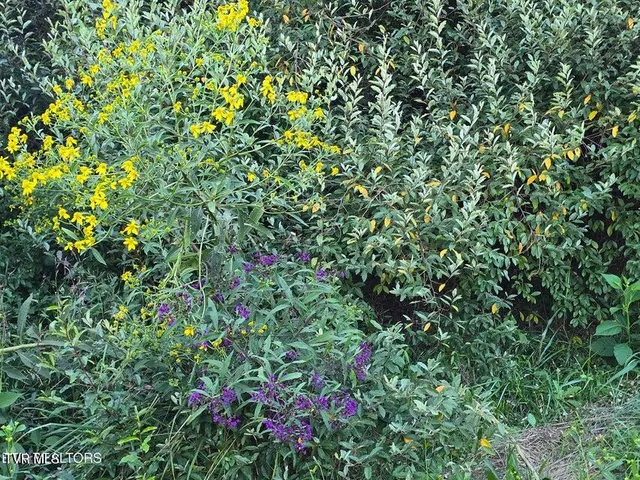 $568,700 | Tbd East Pumpkin Valley Road, Eidson, TN 37731