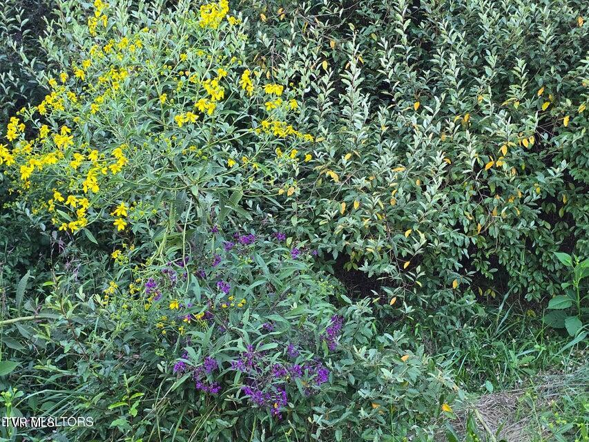 Tbd East Pumpkin Valley Road Eidson, TN 37731 - Photo 54 of 54 56