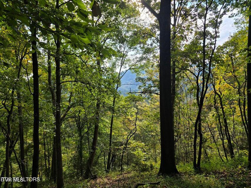 Tbd East Pumpkin Valley Road Eidson, TN 37731 - Photo 7 of 54 1