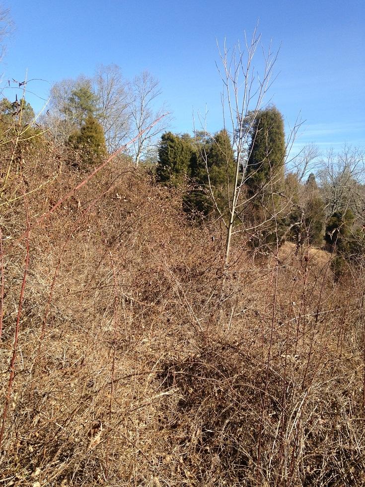 Hudgins Road Bulls Gap, TN 37711 - Photo 14 of 18 002