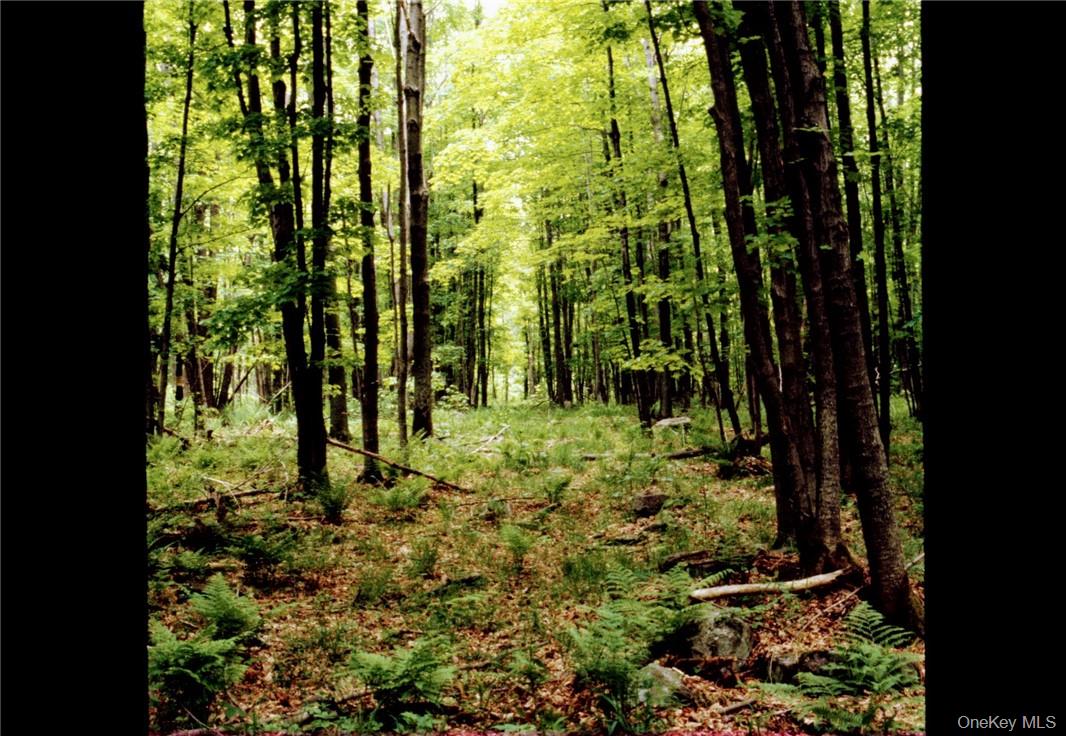 Shandelee Road Livingston Manor, NY 12758 - Photo 5 of 11 a view of outdoor space and garden
