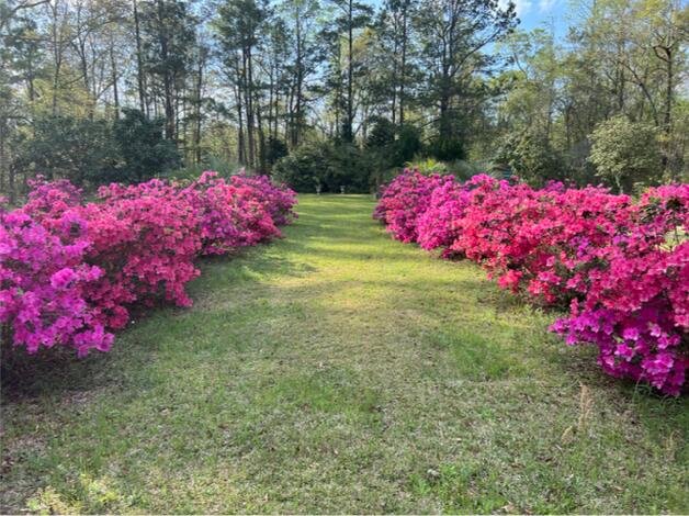 0 Wire Road Reevesville, SC 29471 - Photo 8 of 14