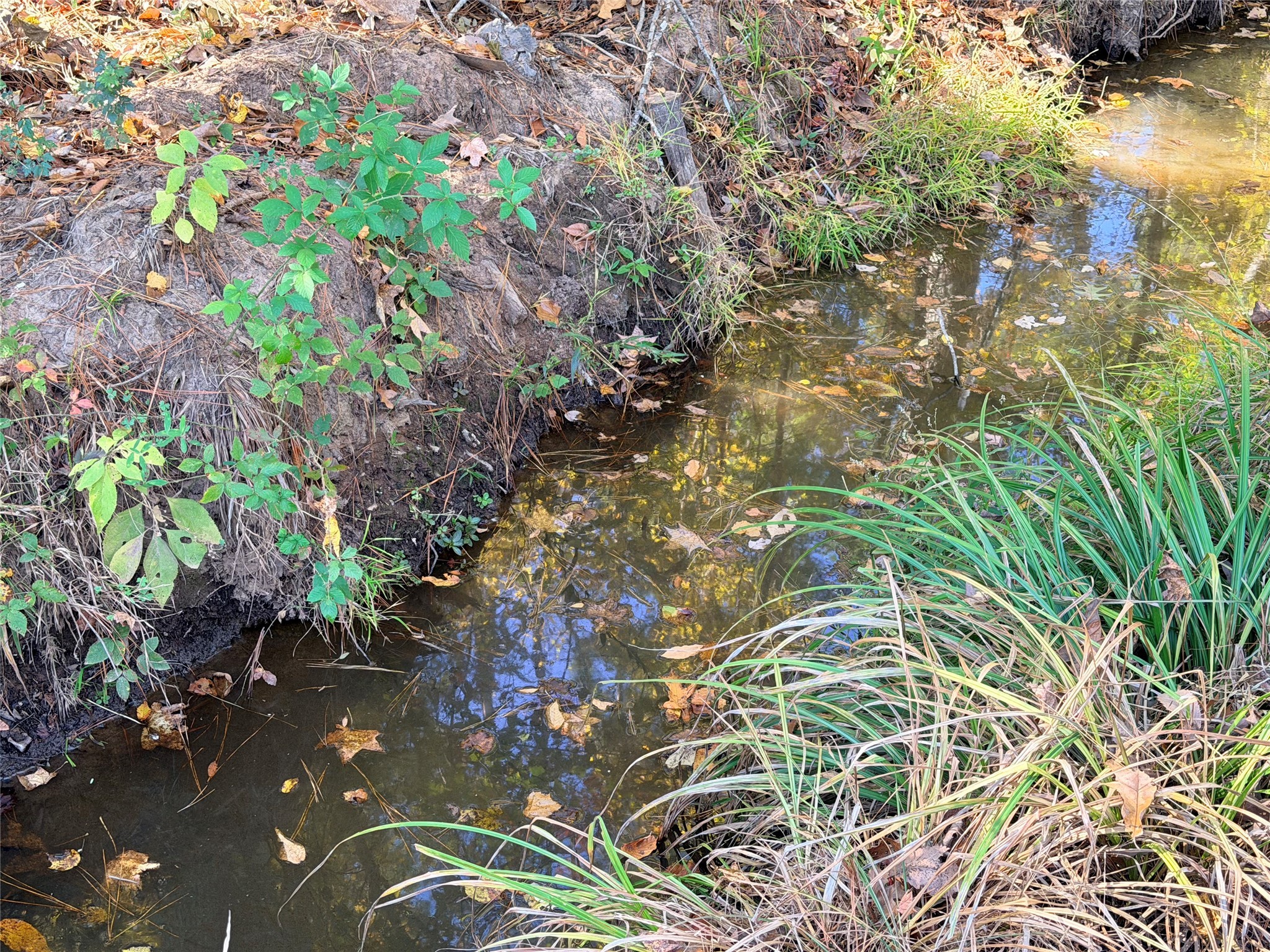 171 County Road 421 Bronson, TX 75930 - Photo 5 of 49 a picture of flowers
