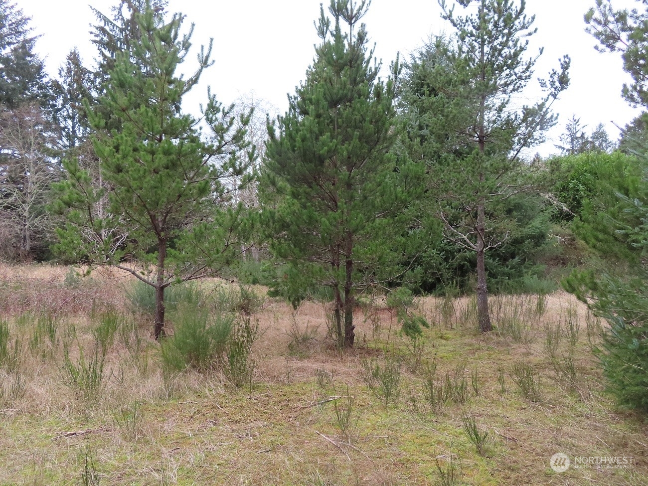 2 Sandridge Road Ocean Park, WA 98640 - Photo 25 of 26 Gallery Image 25
