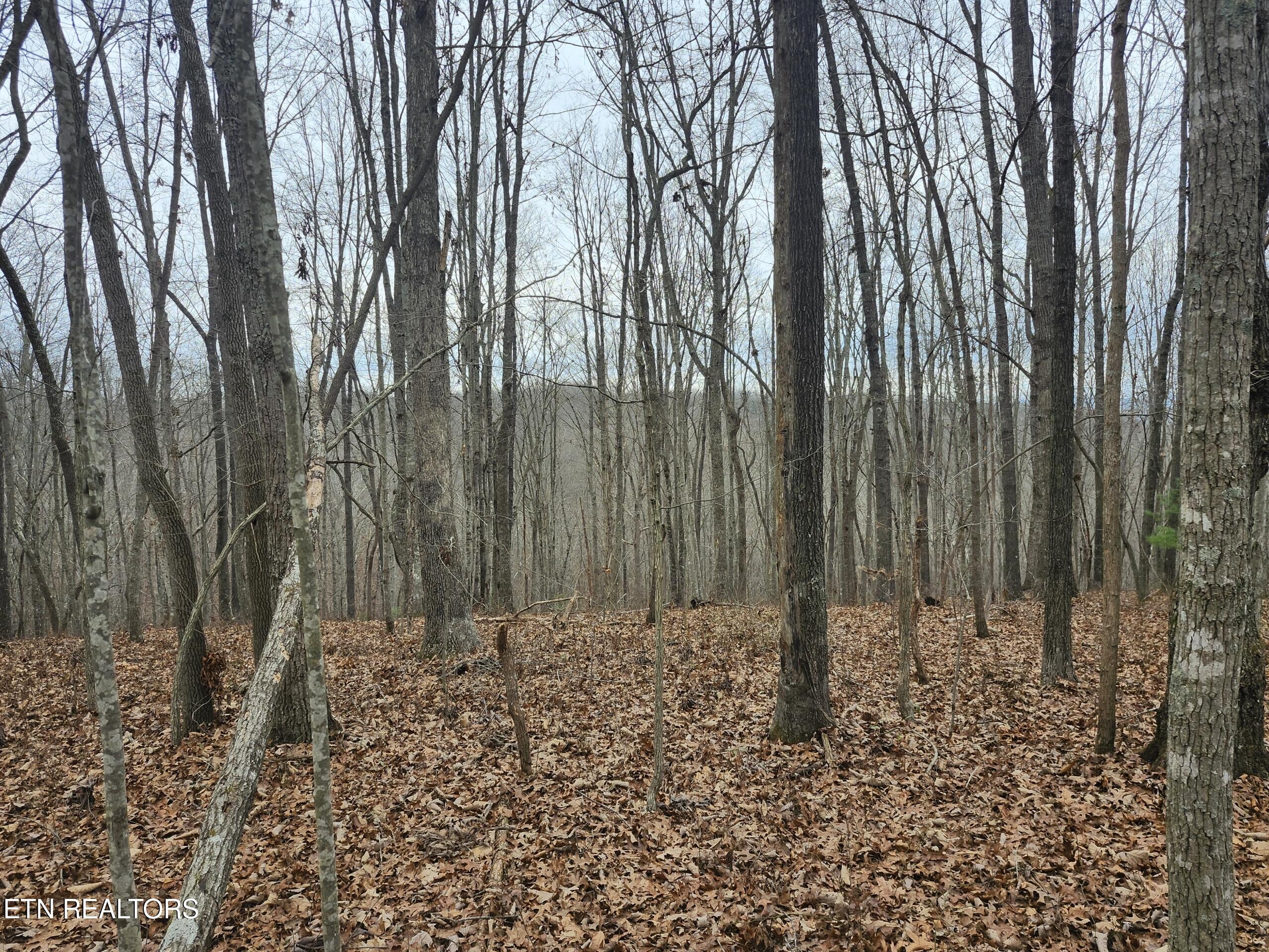 Peacock Lane Deer Lodge, TN 37726 - Photo 3 of 5 Resized_20251218_105021