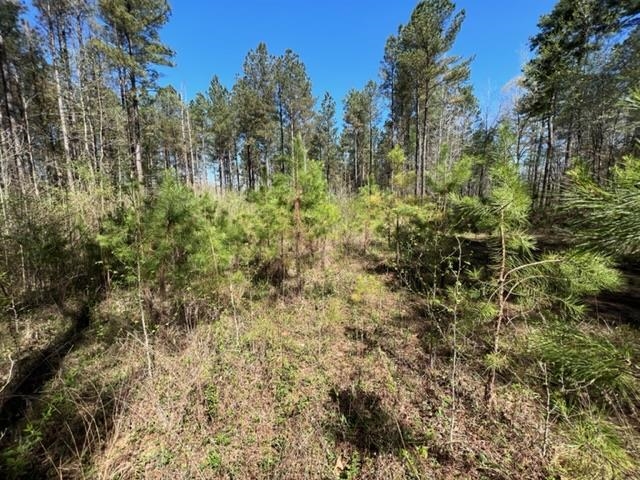 Tract 9 King Road Medon, TN 38356 - Photo 13 of 15 a view of a forest with a tree