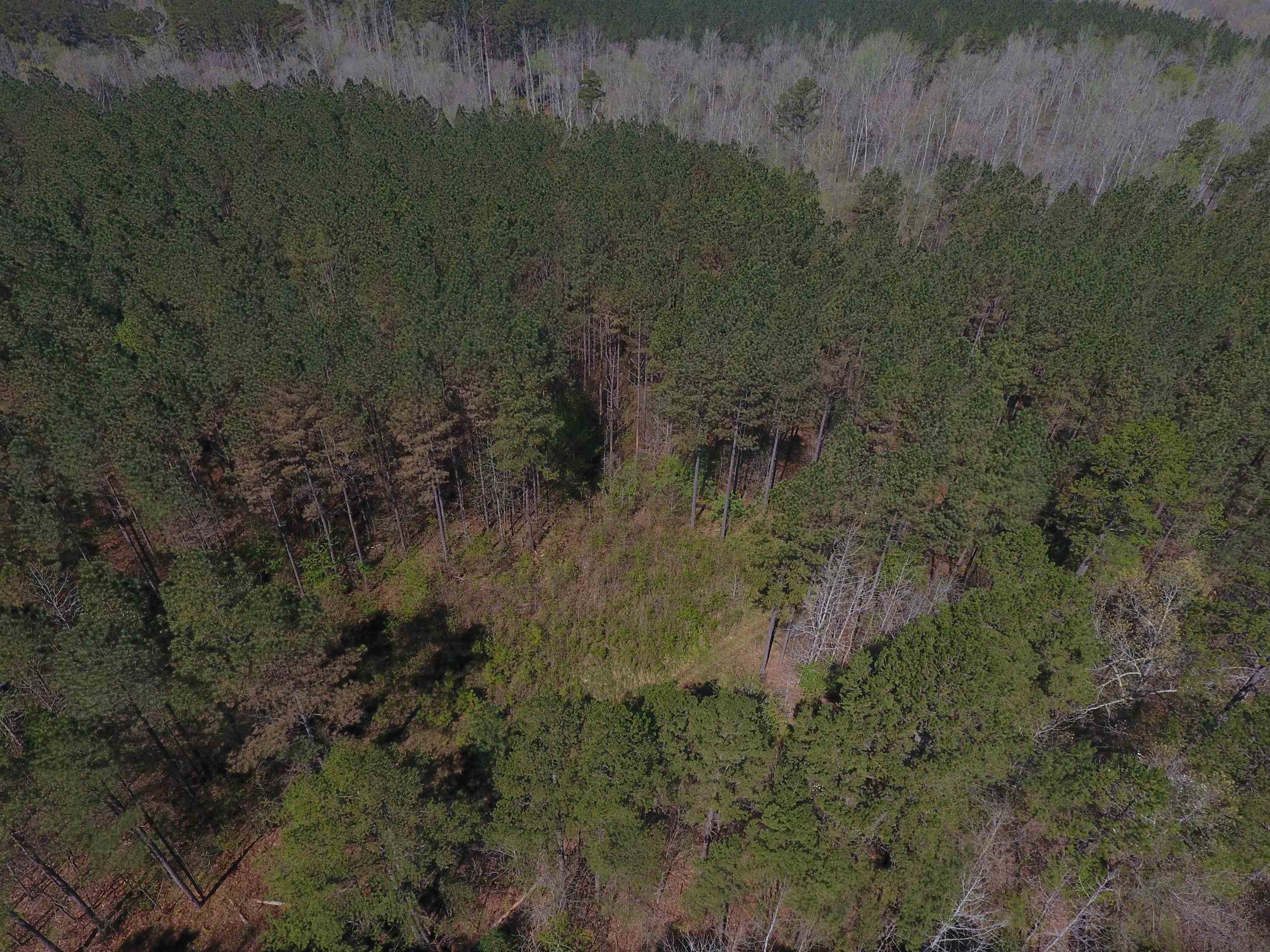 Tract 9 King Road Medon, TN 38356 - Photo 2 of 15 a view of a lush green forest with lots of trees