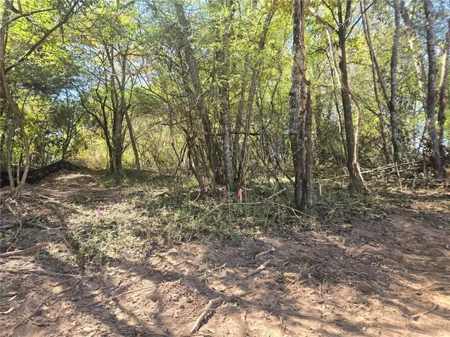 a view of a forest with trees in the background