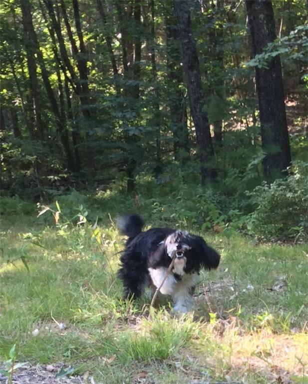 93 Boyds Corner Road South Berwick, ME 03908 - Photo 6 of 7 Photo