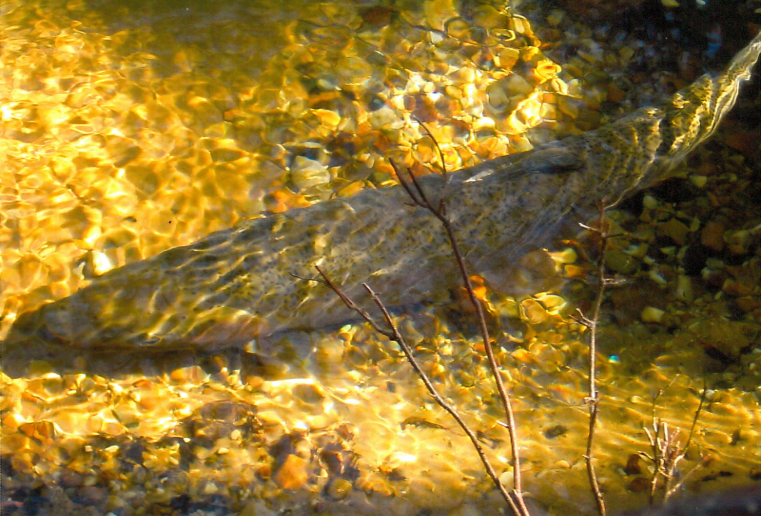 17499 Bigge Road Kaleva, MI 49645 - Photo 29 of 50 bigge fish 1