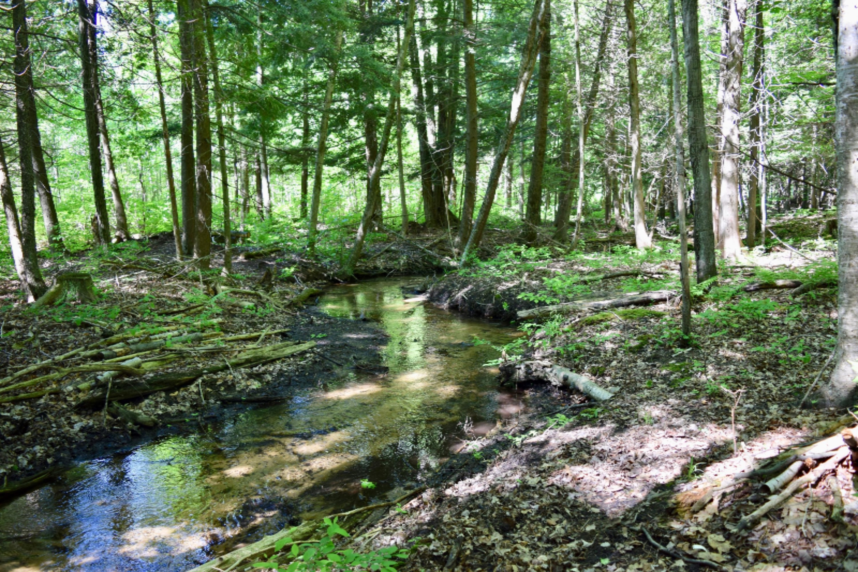 17499 Bigge Road Kaleva, MI 49645 - Photo 31 of 50 DSC_0920