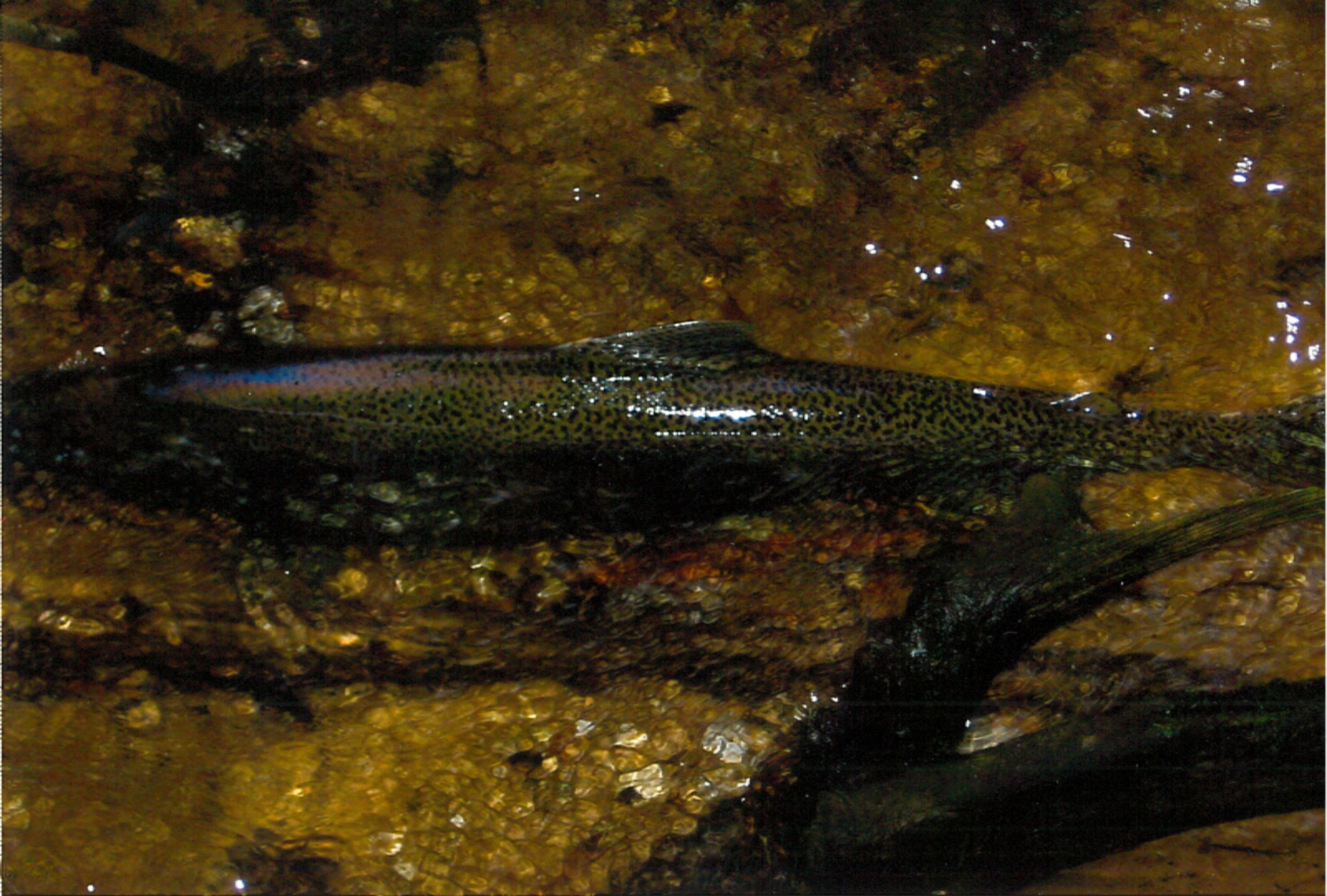 17499 Bigge Road Kaleva, MI 49645 - Photo 33 of 50 bigge fish 2