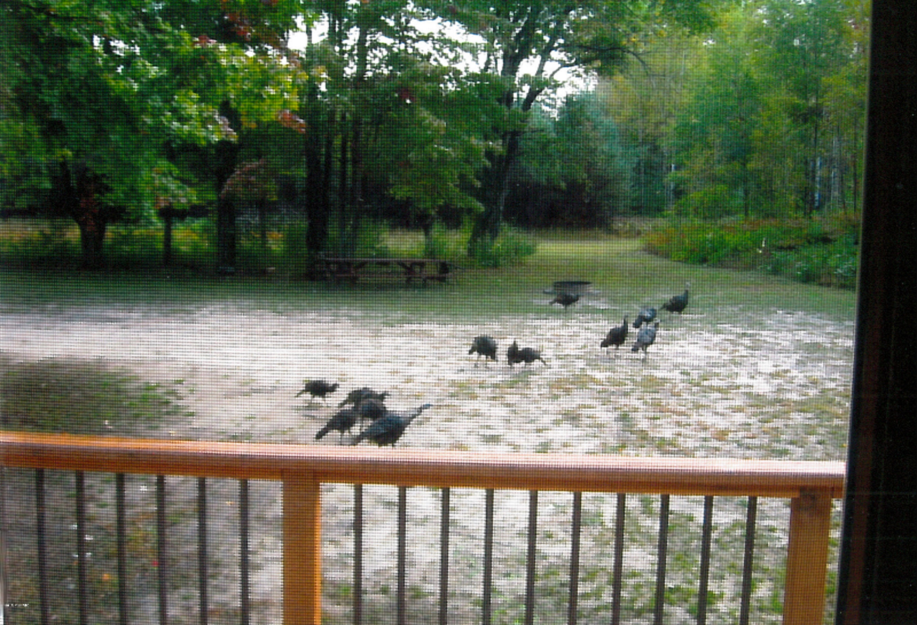 17499 Bigge Road Kaleva, MI 49645 - Photo 34 of 50 bigge turkeys