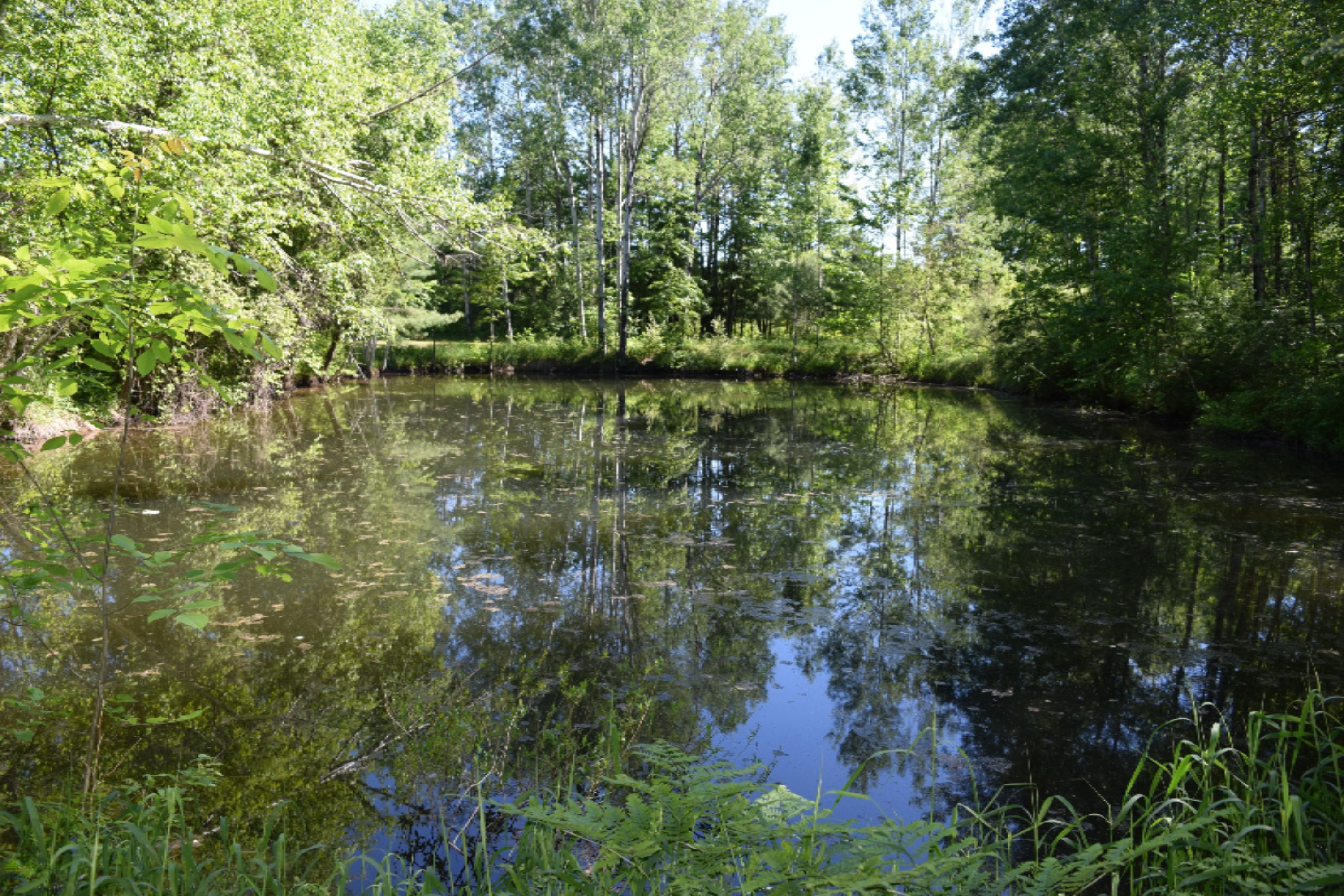 17499 Bigge Road Kaleva, MI 49645 - Photo 4 of 50 DSC_0922