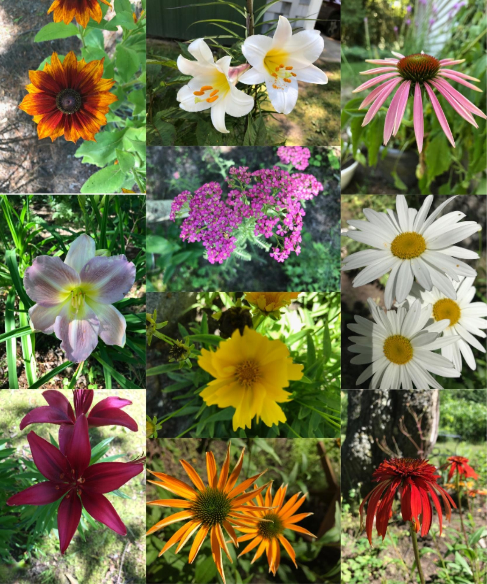 17499 Bigge Road Kaleva, MI 49645 - Photo 42 of 50 bigge flowers