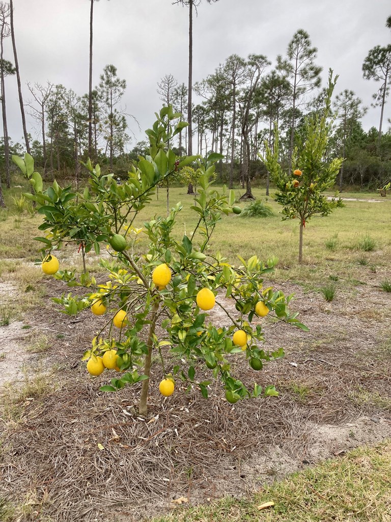 210 Ridgecrest Parkway Eastpoint, FL 32328 - Photo 17 of 21 Gallery Image 17