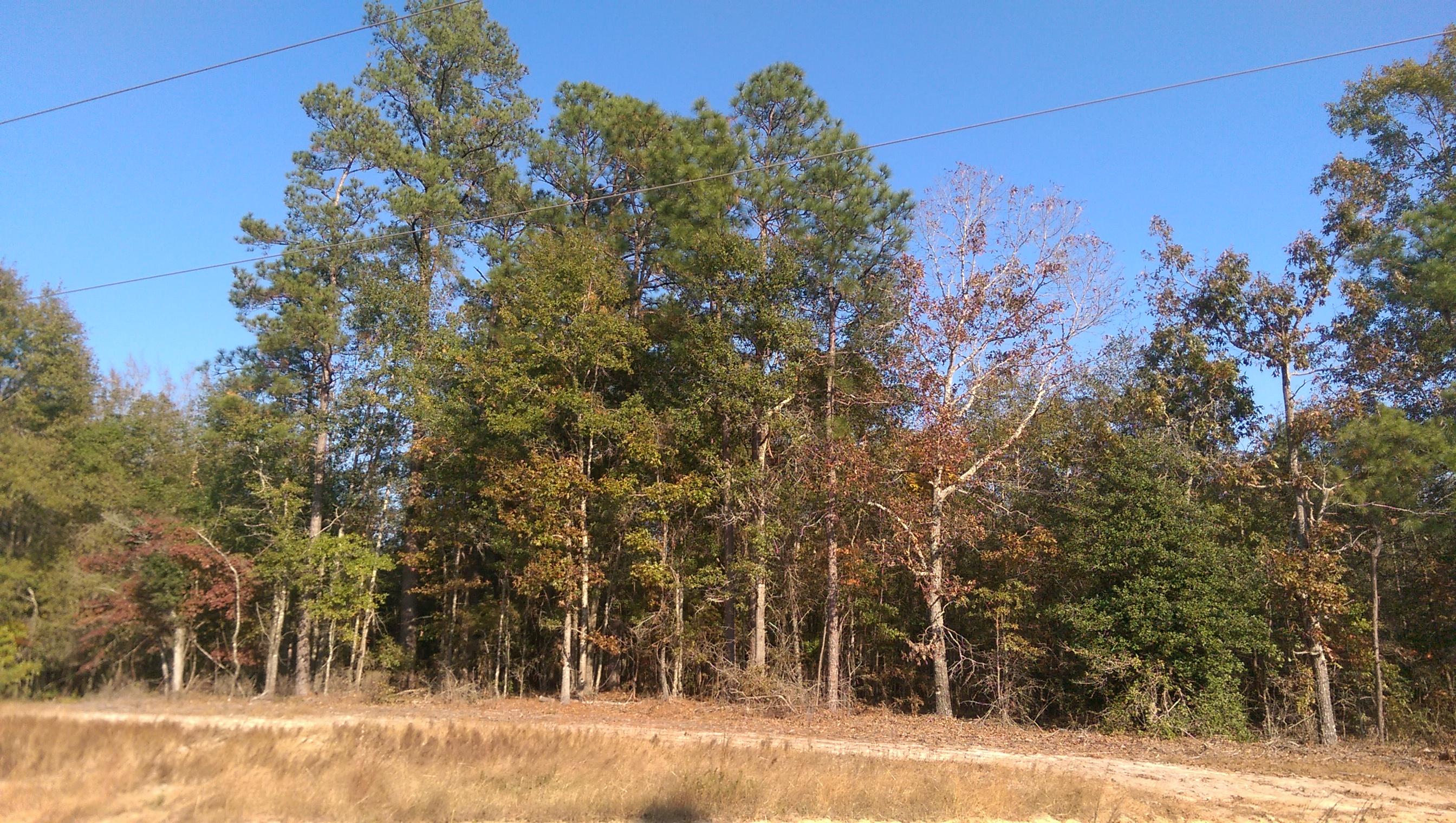 Tbd Tbd Jones Road Cameron, SC 29030 - Photo 1 of 4 IMAG2863