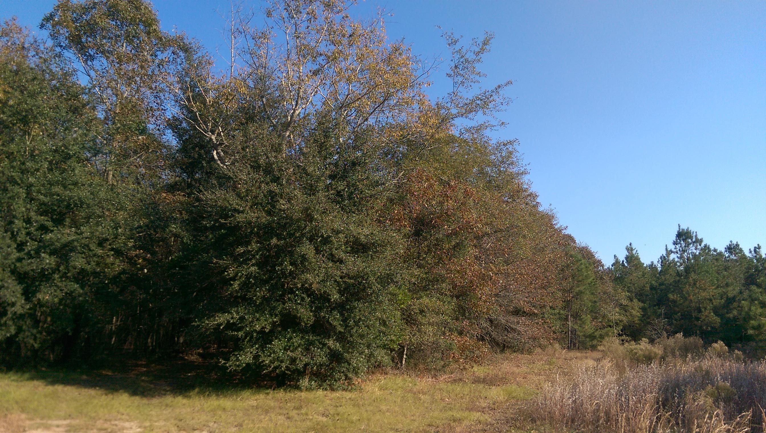 Tbd Tbd Jones Road Cameron, SC 29030 - Photo 3 of 4 IMAG2861