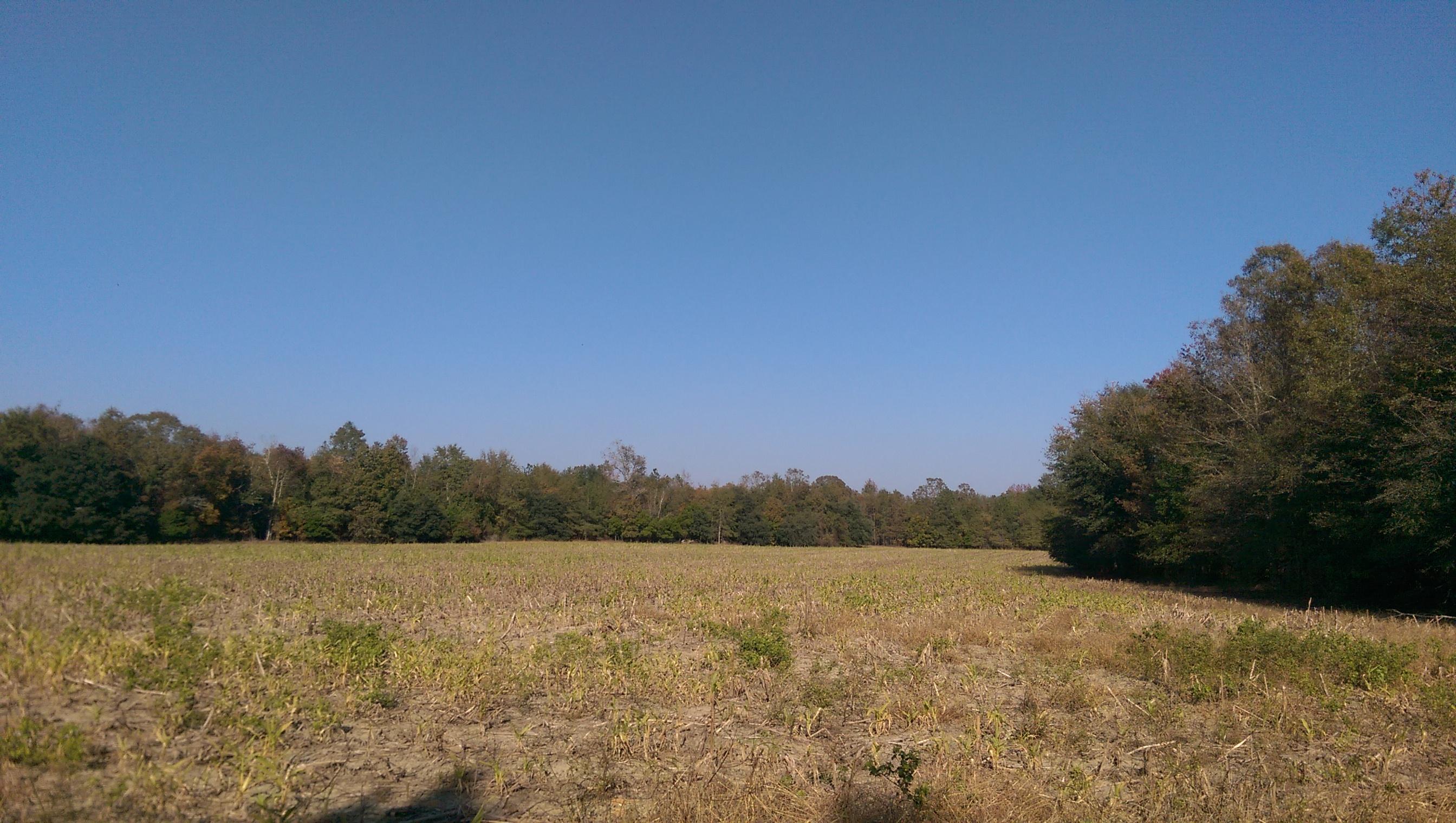 Tbd Tbd Jones Road Cameron, SC 29030 - Photo 4 of 4 IMAG2858