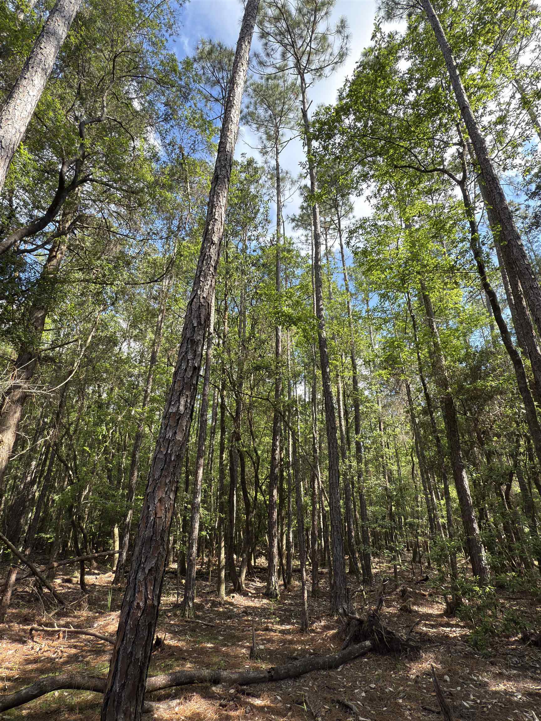 87 County Road 87 Elberta, AL 36530 - Photo 54 of 66
