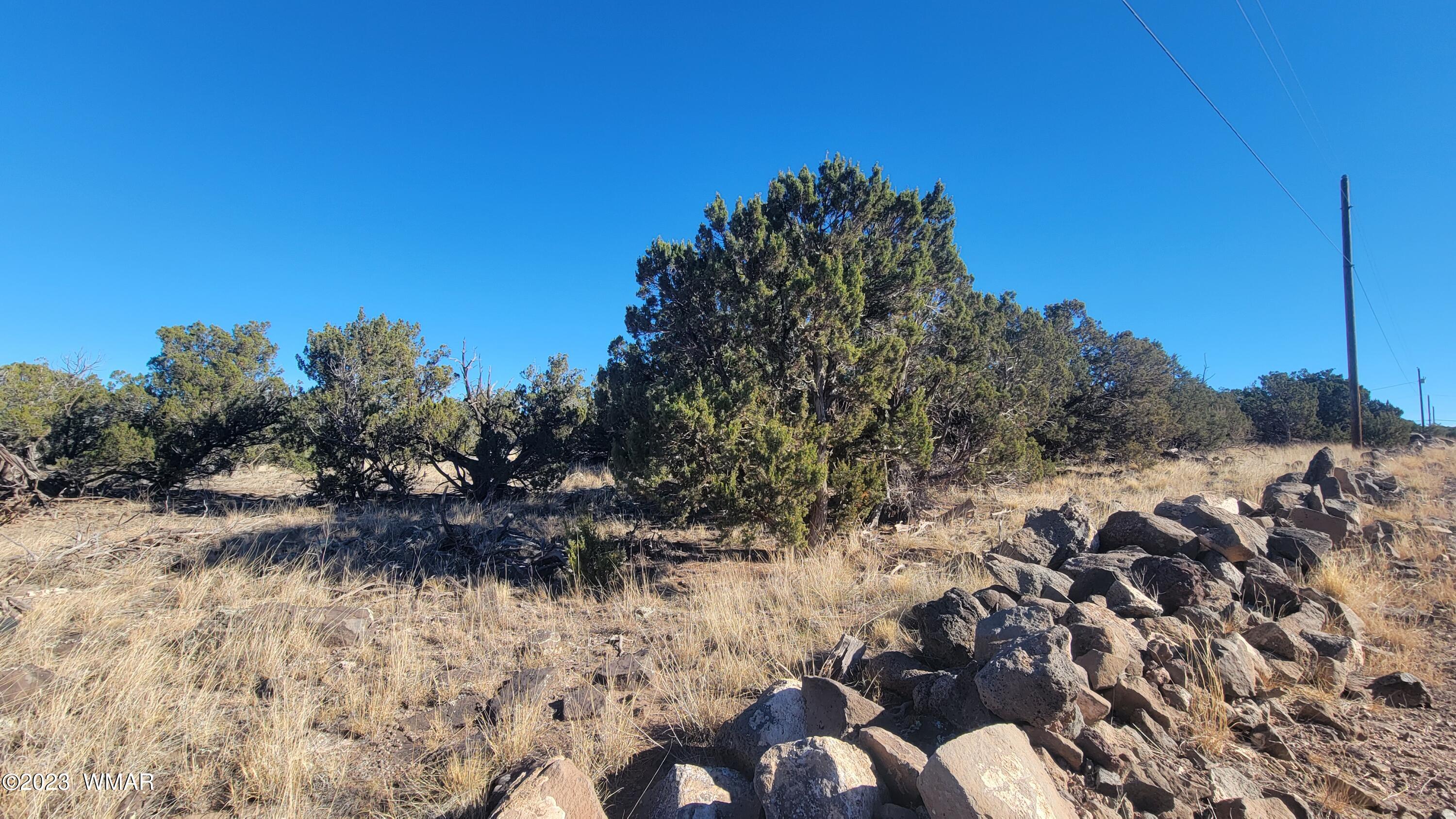 85 County Road 8249 Concho, AZ 85924 - Photo 3 of 11 a view of a bunch of trees and bushes