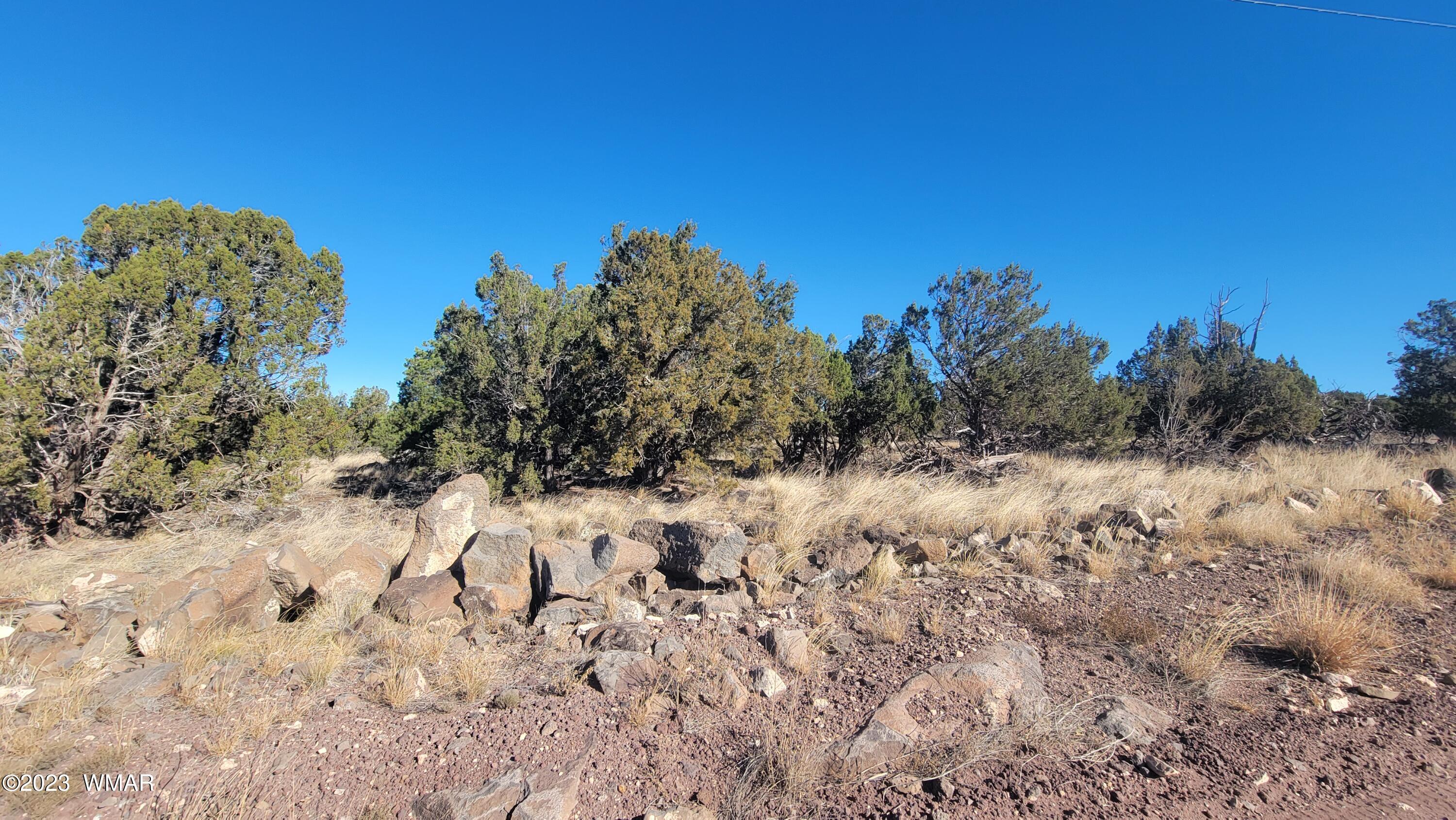 85 County Road 8249 Concho, AZ 85924 - Photo 5 of 11 a view of a dry yard with trees in the background