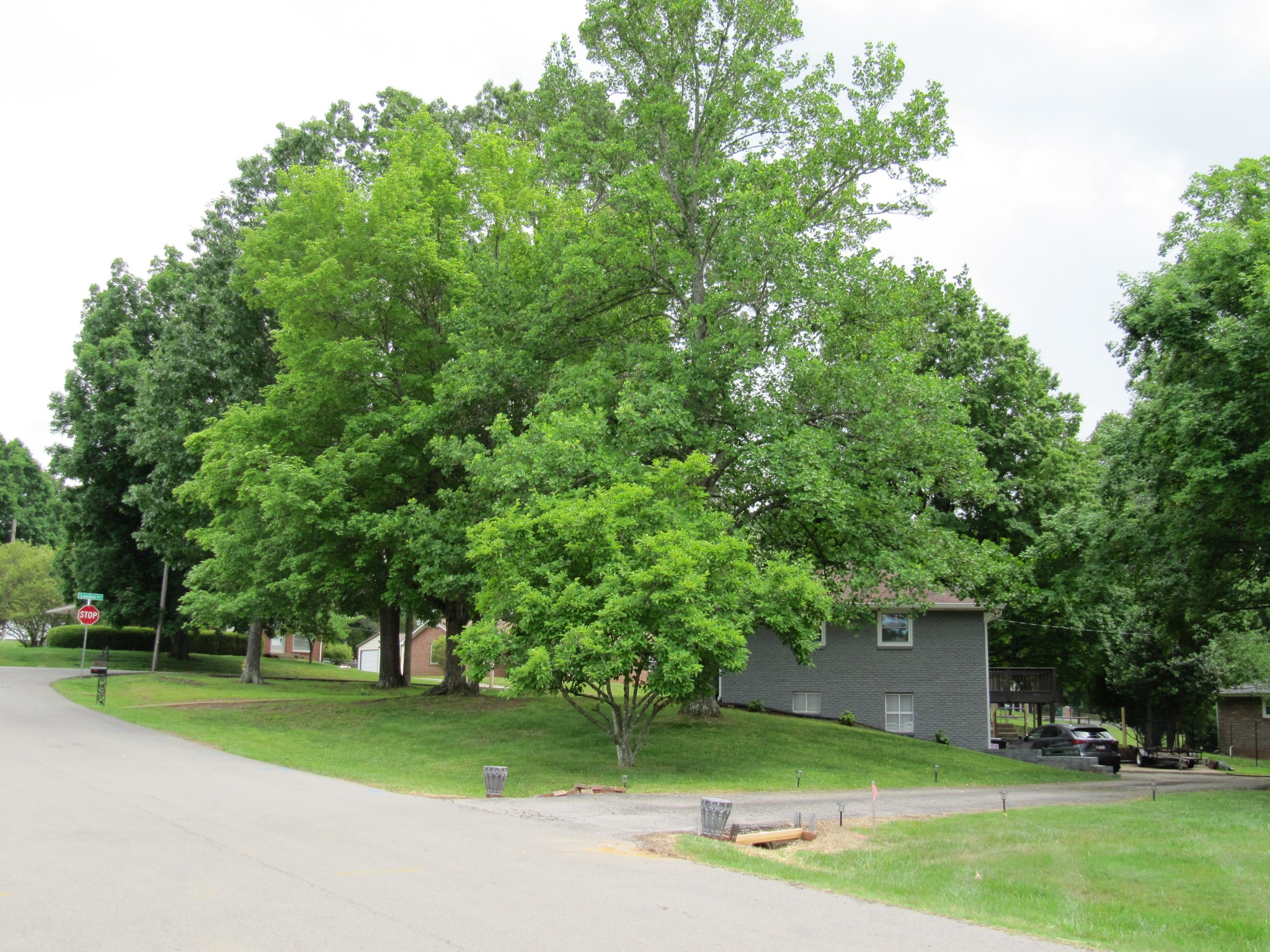 2087 Landon Road Clarksville, TN 37043 - Photo 3 of 32 a view of a house with a big yard and large trees