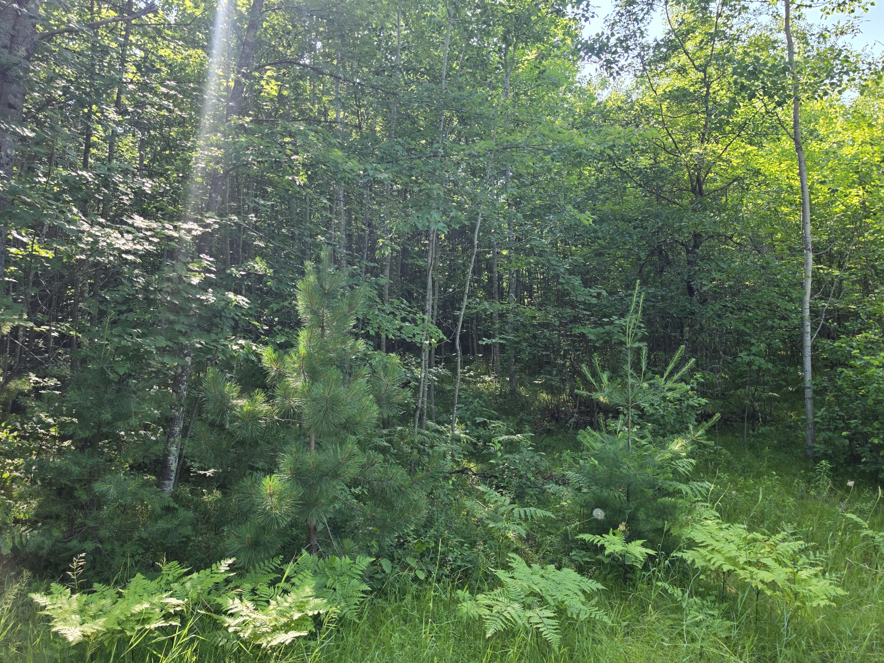 1.55-acres Oak Ridge Road Amberg, WI 54102 - Photo 6 of 6 095a0305-3de2-49c4-8e6b-56ba677fc181-1_a