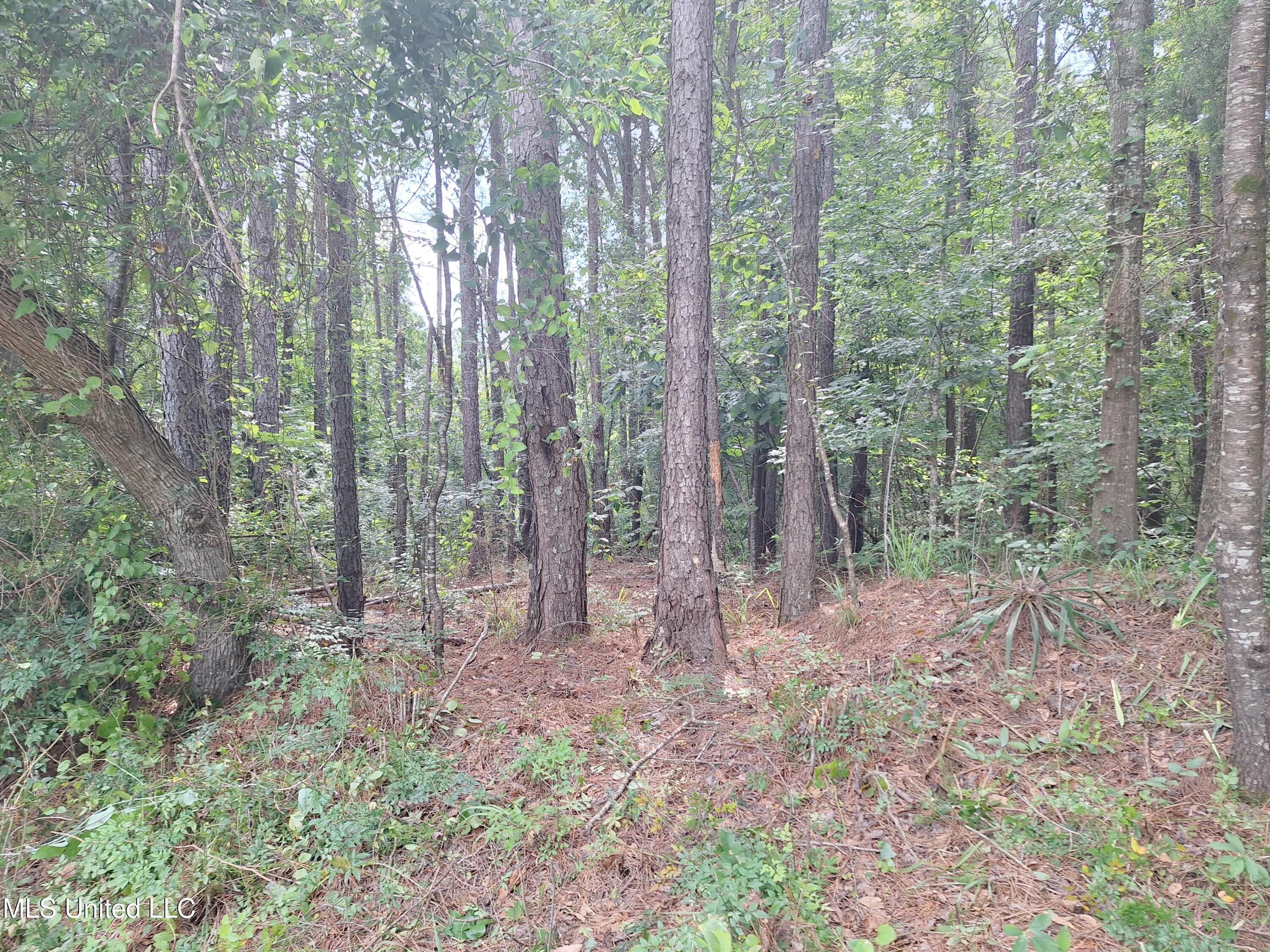 1063 Dry Creek Road Magee, MS 39111 - Photo 15 of 15 20250611_102403