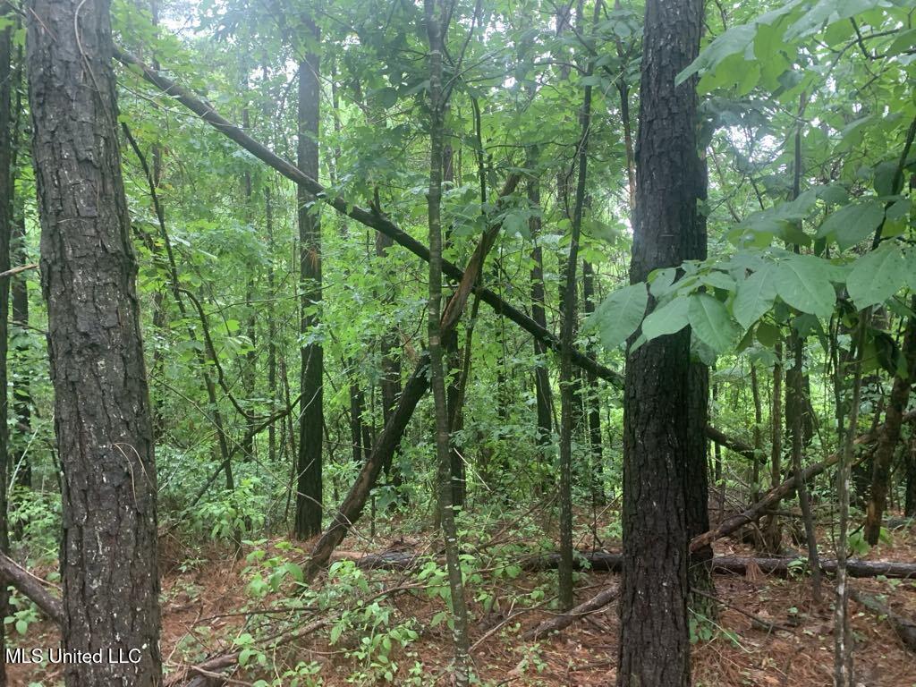 1063 Dry Creek Road Magee, MS 39111 - Photo 5 of 15 29adbe7d-1e26-4a63-b2df-254a15468a4f