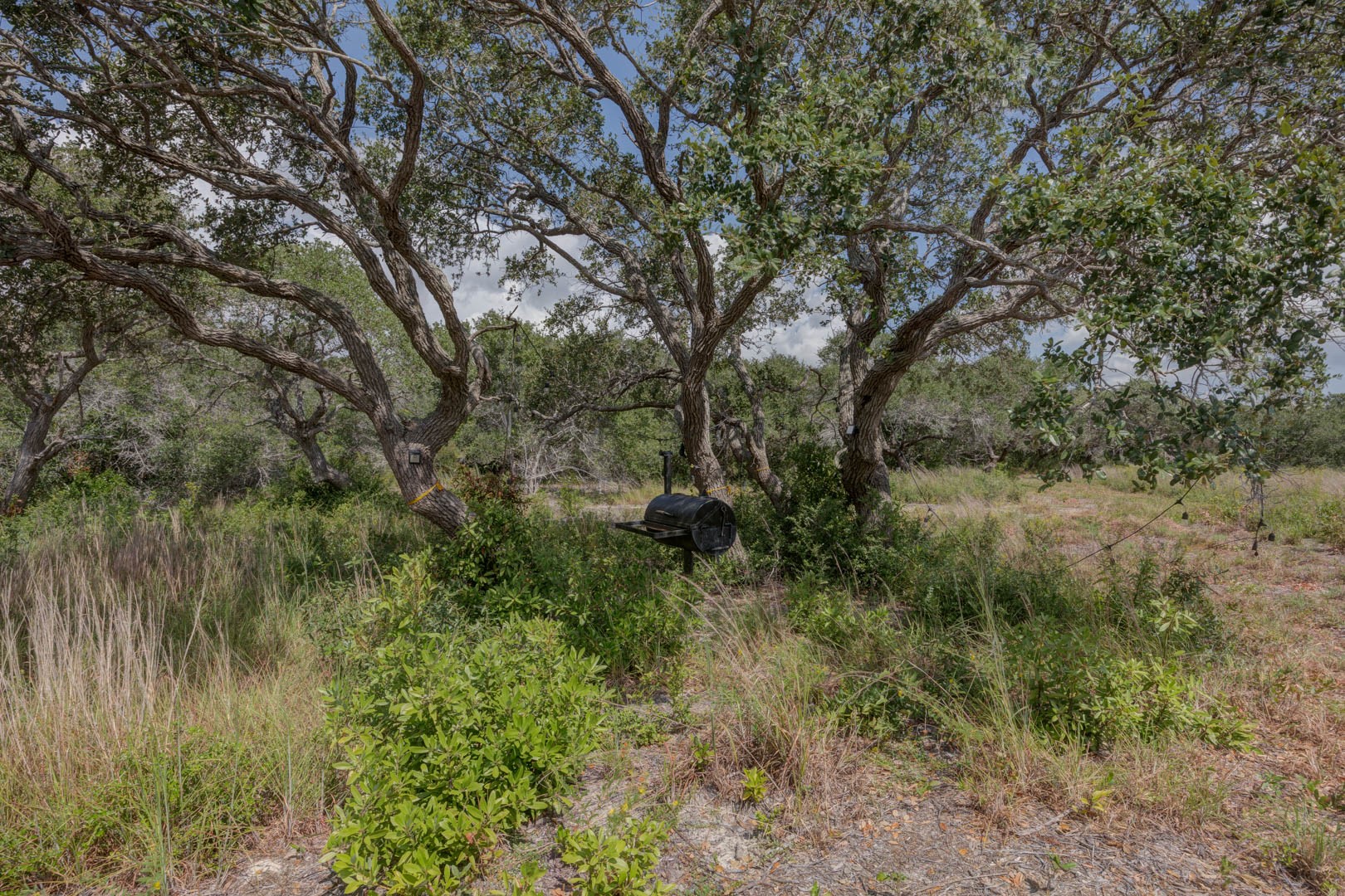 0 West Rhodes Avenue Aransas Pass, TX 78336 - Photo 6 of 25 a view of a lush green forest with lots of trees