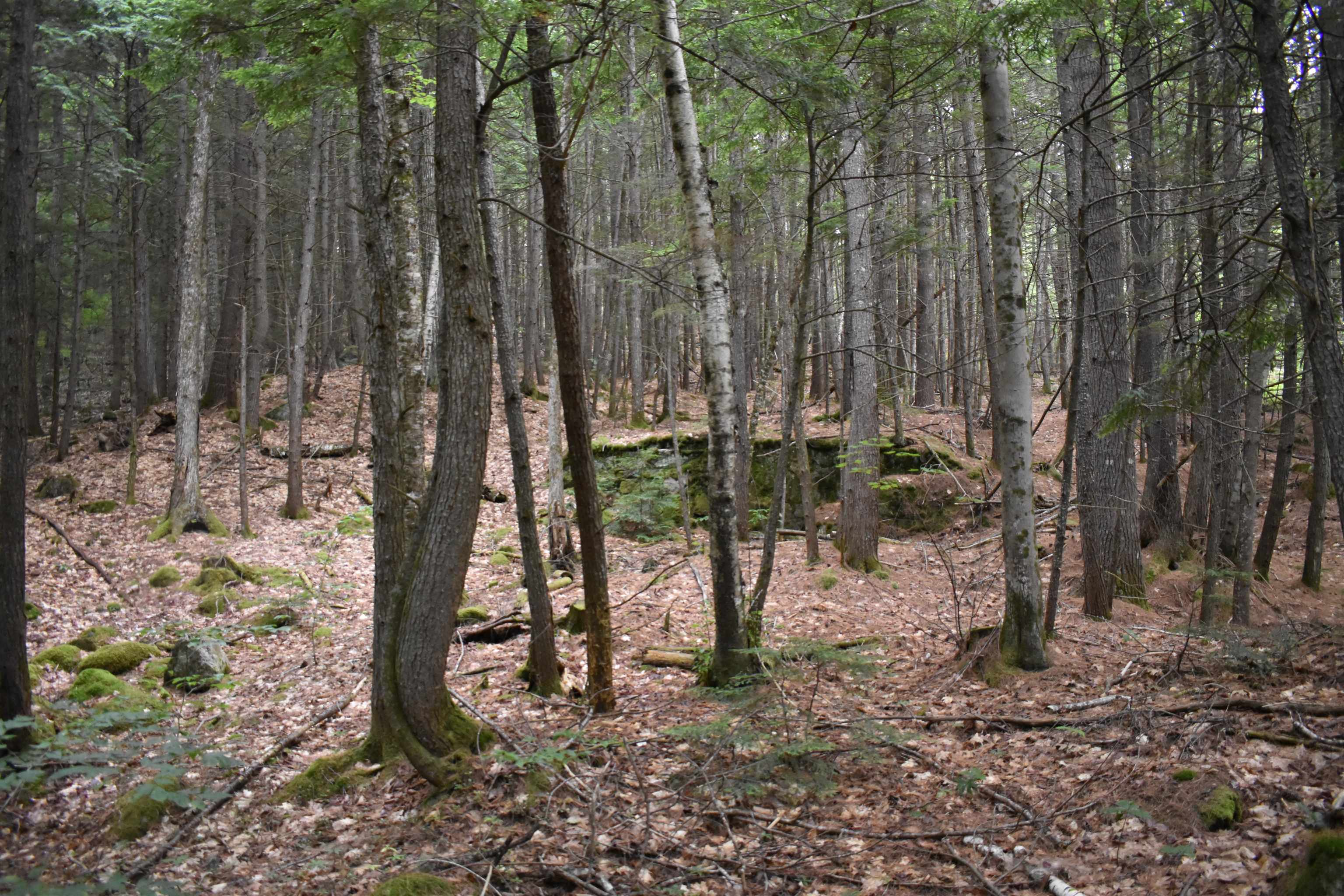 Saunders Hill Road Wentworth, NH 03282 - Photo 15 of 18