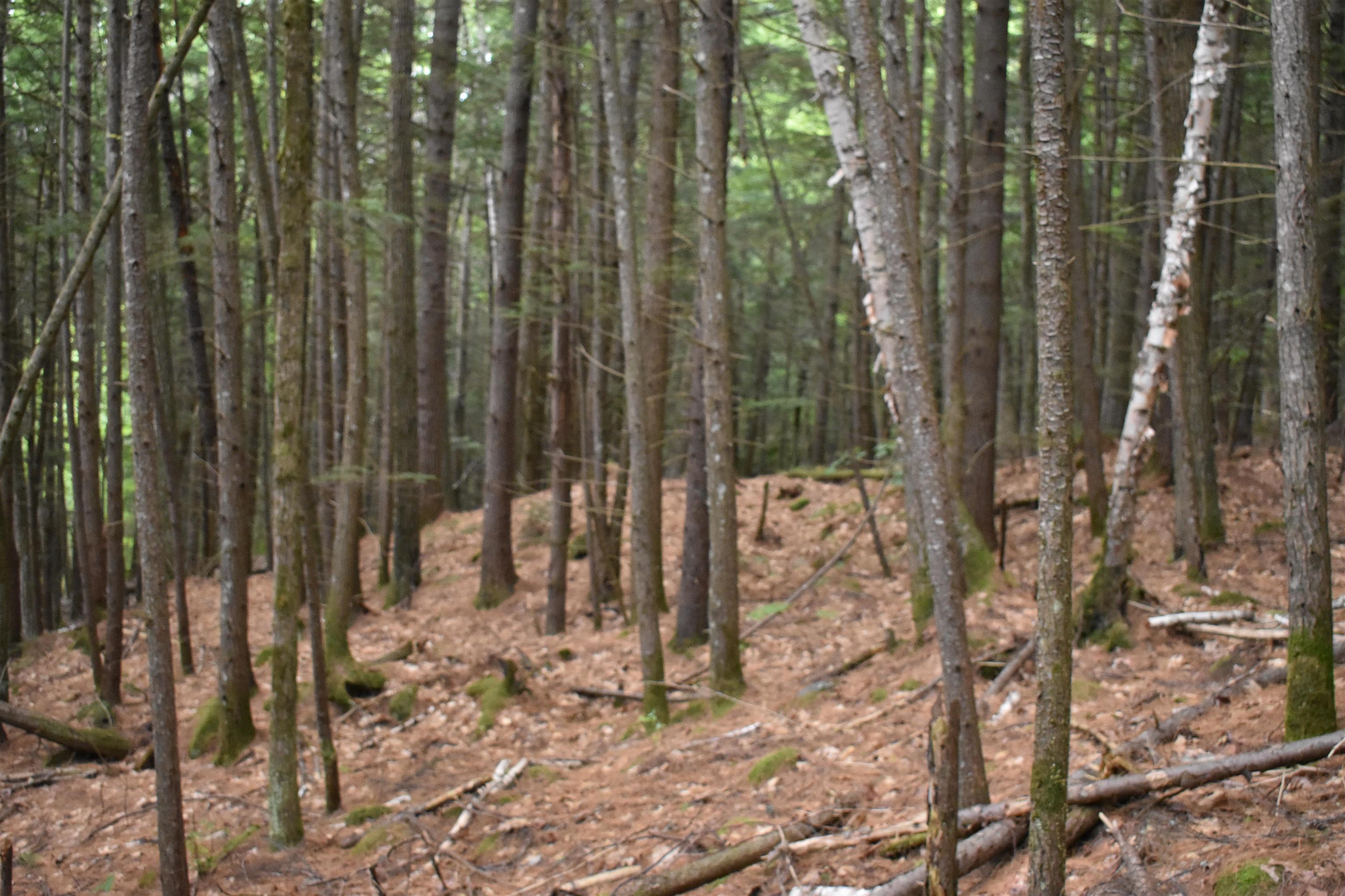 Saunders Hill Road Wentworth, NH 03282 - Photo 16 of 18