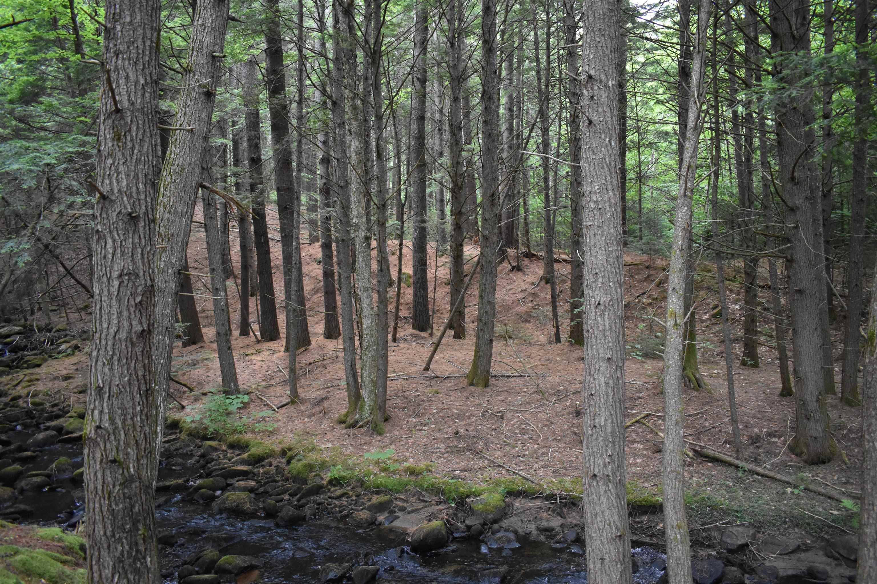 Saunders Hill Road Wentworth, NH 03282 - Photo 5 of 18