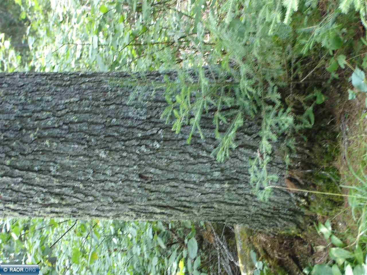 Xxx Rivers Road Tower, MN 55790 - Photo 10 of 10