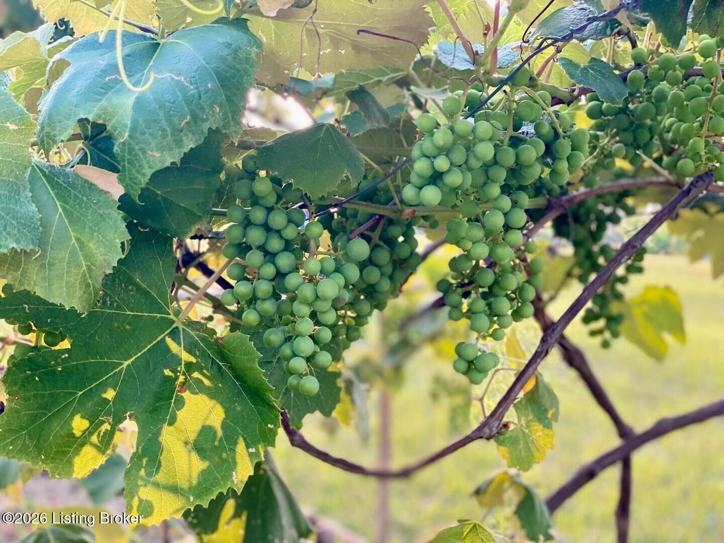 2615 Morton Ridge Road Bedford, KY 40006 - Photo 16 of 42 Enjoy the fruts of the small but productive vineyard