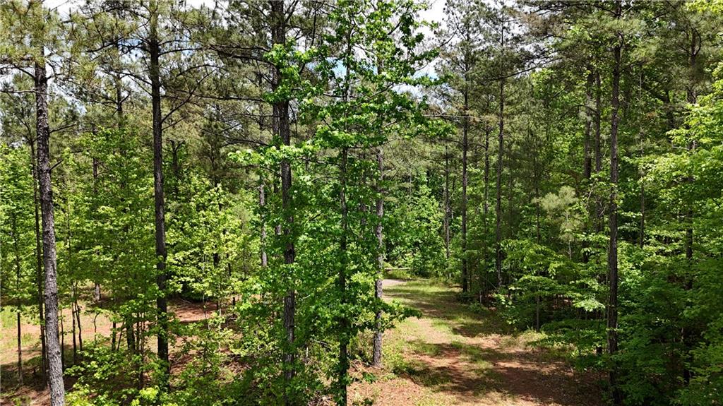 1 Wilson Road Temple, GA 30179 - Photo 88 of 88 a view of a yard with plants and large trees