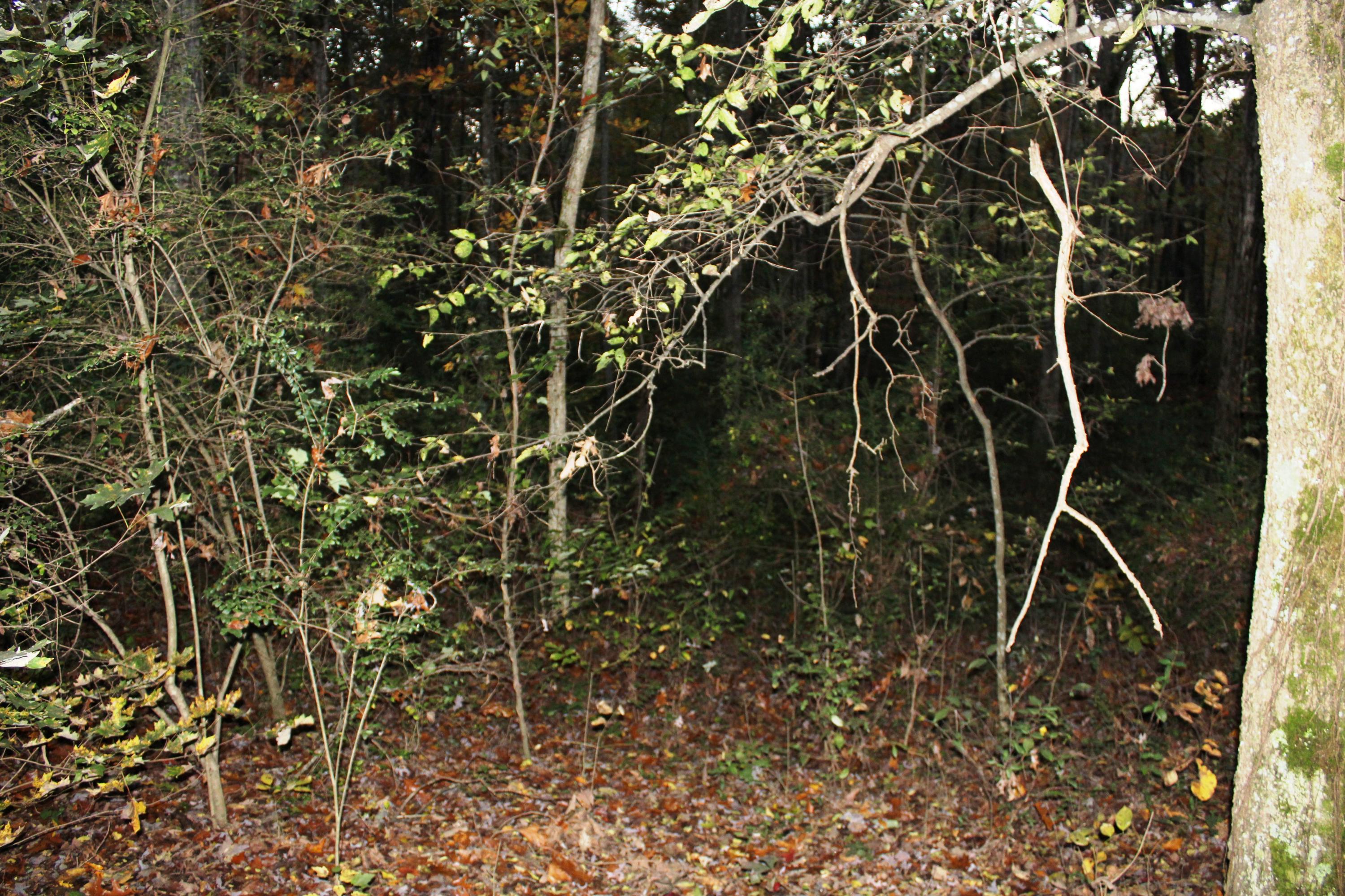 2978 Watkins Road East Loudon, TN 37774 - Photo 14 of 17 IMG_2630