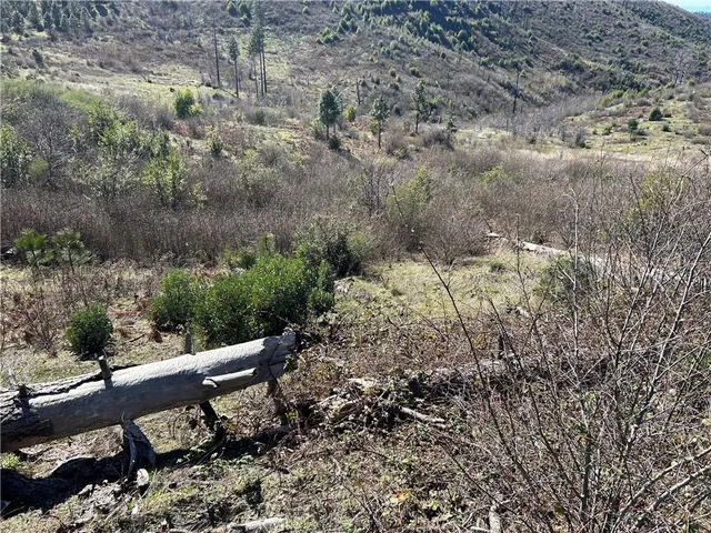 a view of a forest filled with trees