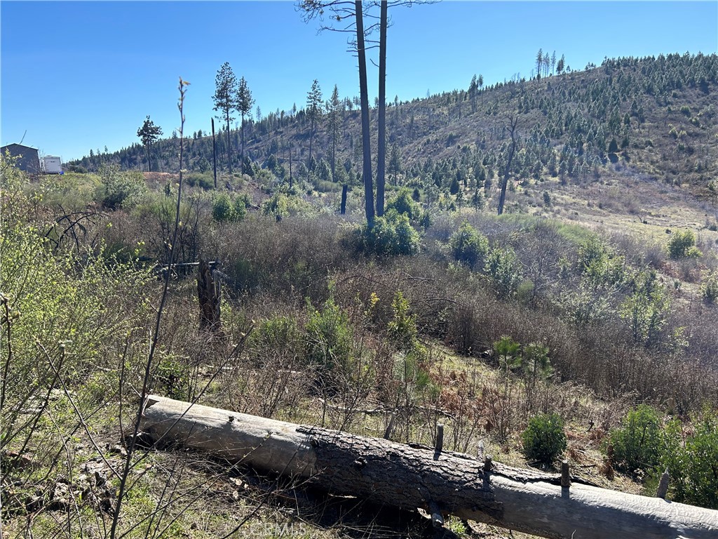 1234 Hog Ranch Road Oroville, CA 95965 - Photo 12 of 21 a view of a forest filled with trees