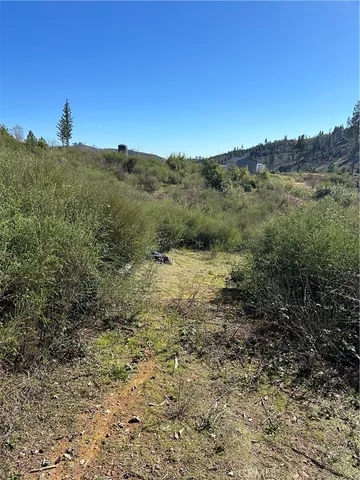 a view of a dry yard with trees