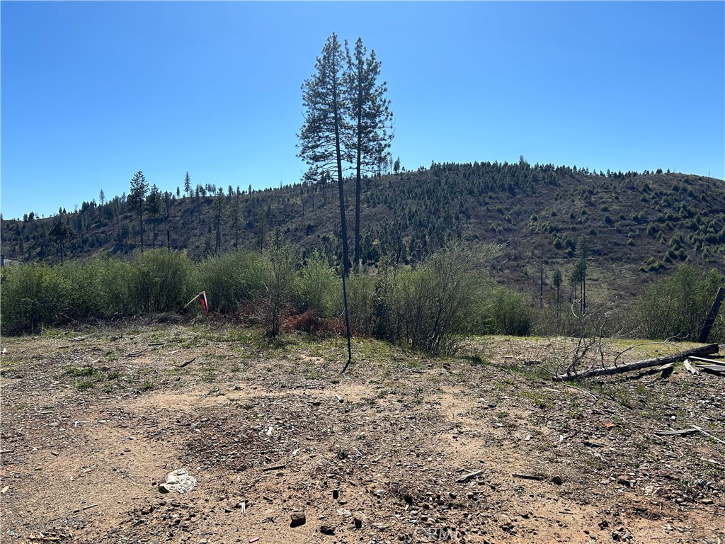 1234 Hog Ranch Road Oroville, CA 95965 - Photo 4 of 21 a view of a dry yard with trees