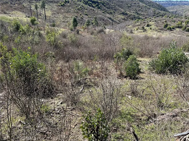 a view of a forest with a tree