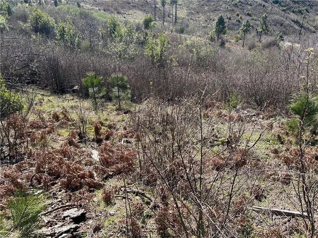 a view of a bunch of trees and bushes